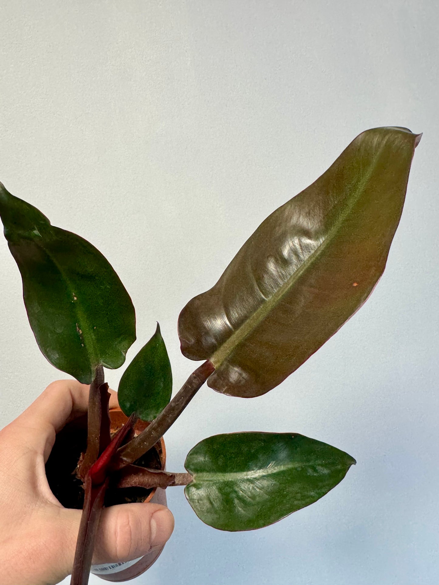 Philodendron Erubescens - Philodendron Red Sun