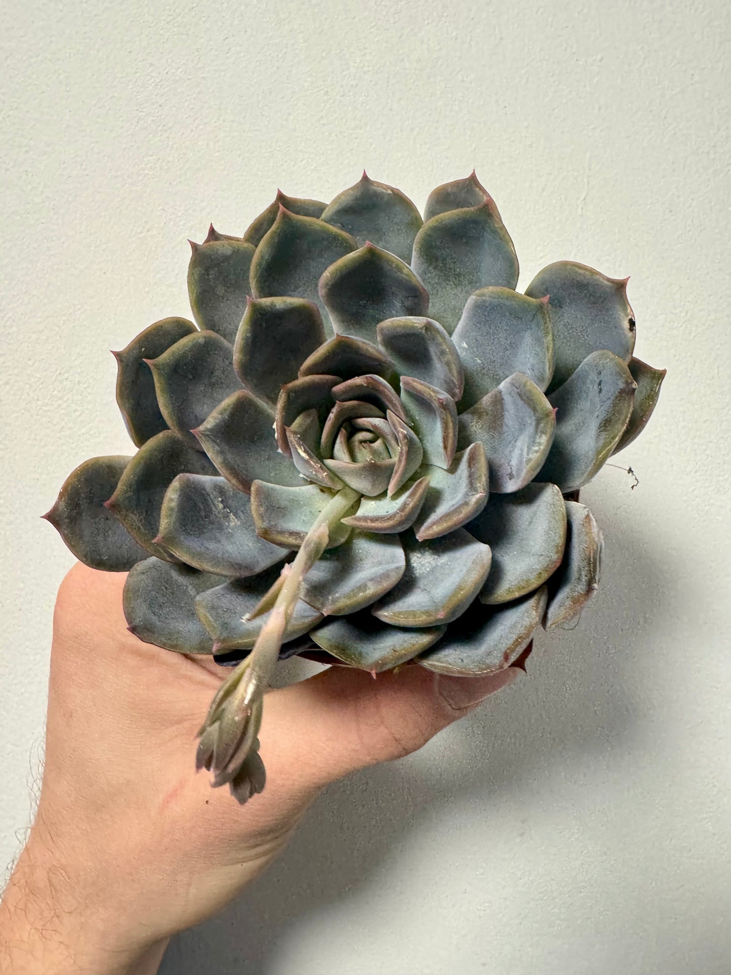 Echeveria Purple Pearl - Purple Pearl Plant