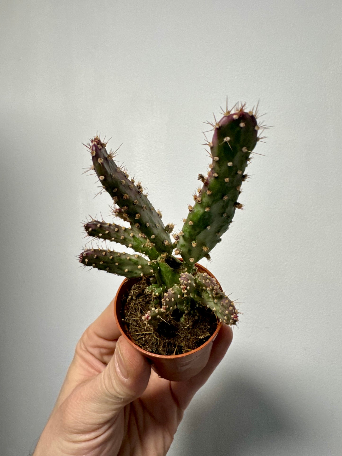 Opuntia Triacanthos - Big Pine Key Prickly Pear