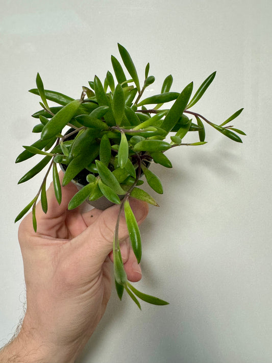 Senecio Herreanus 'Purple Flush' - String of Purple Bananas