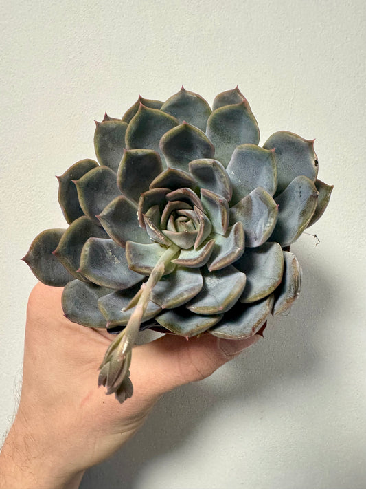 Echeveria Purple Pearl - Purple Pearl Plant