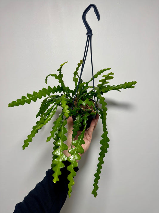 Indoor hanging cactus houseplant zig zag foliage