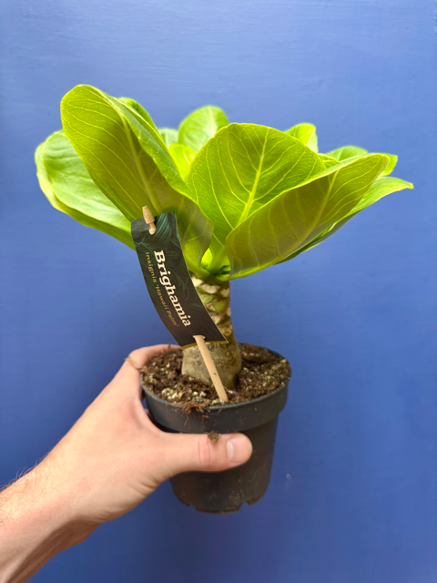 Brighamia Insignis - Hawaiian Vulcan Palm