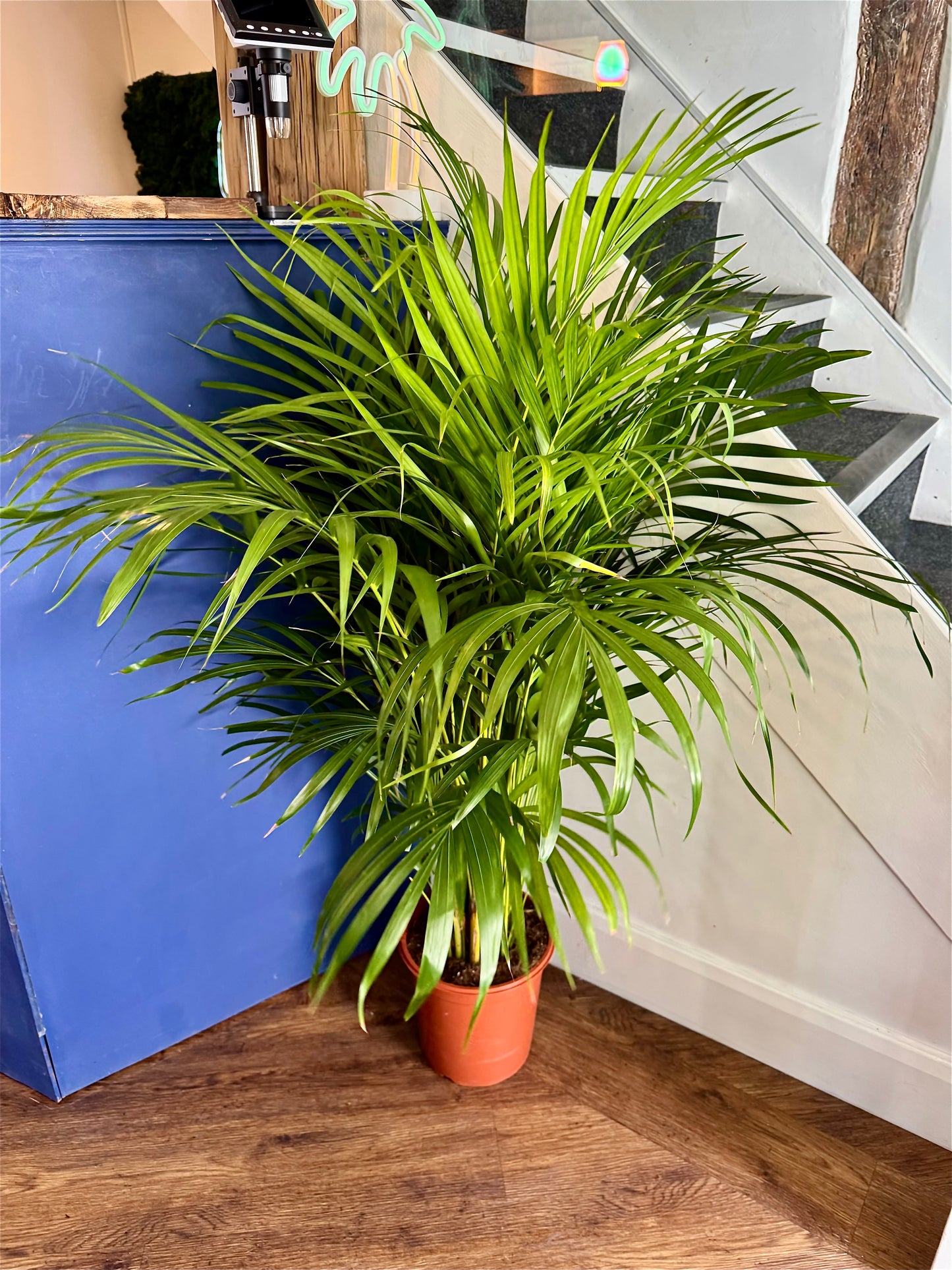 Dypsis Lutescens - Areca Palm