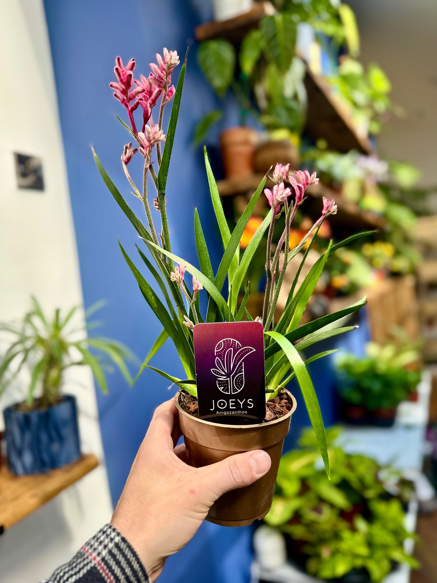 Anigozanthos - Kangaroo Paw