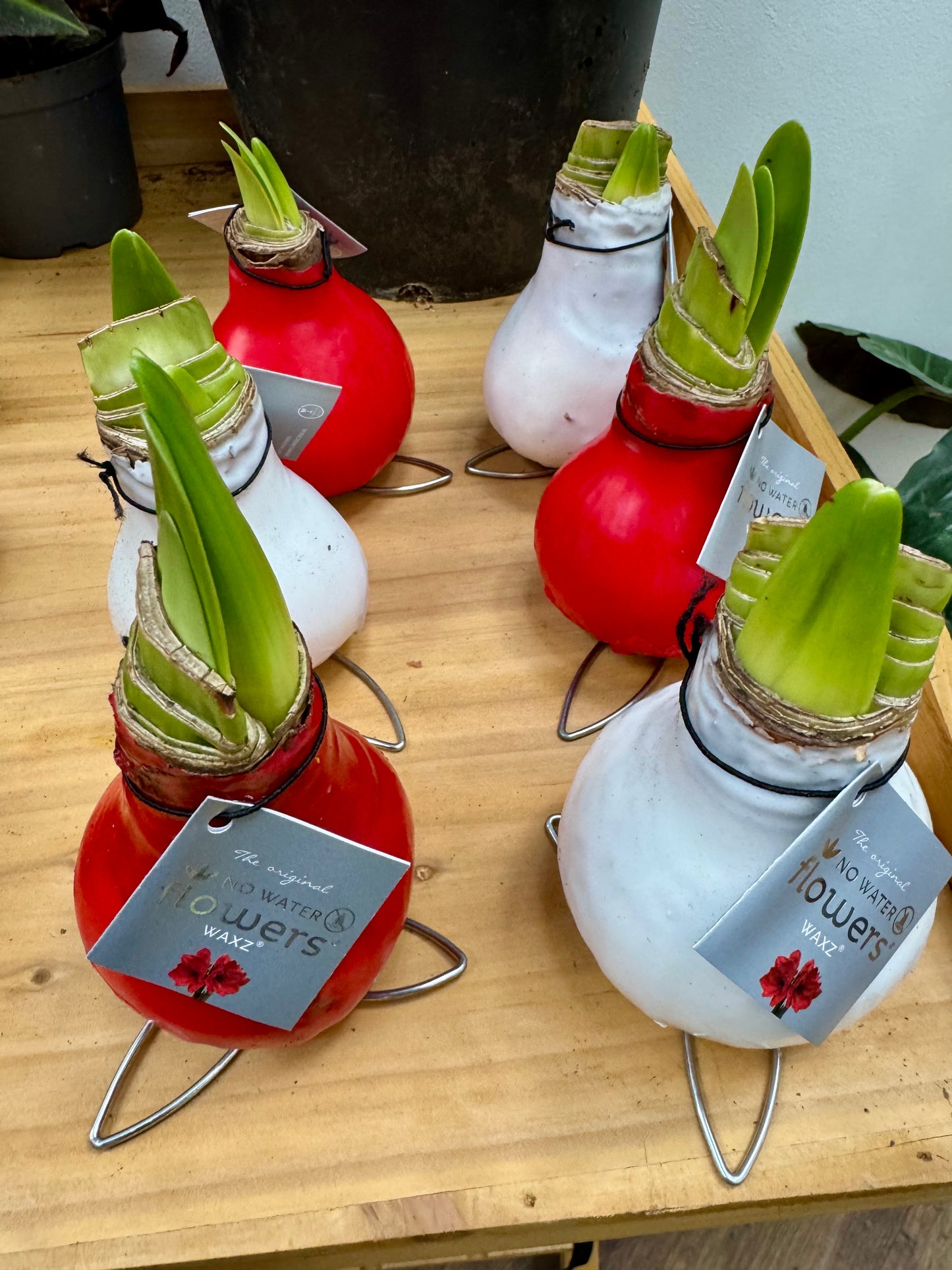 Amaryllis Bulb in Wax - Hippeastrum Kolibri