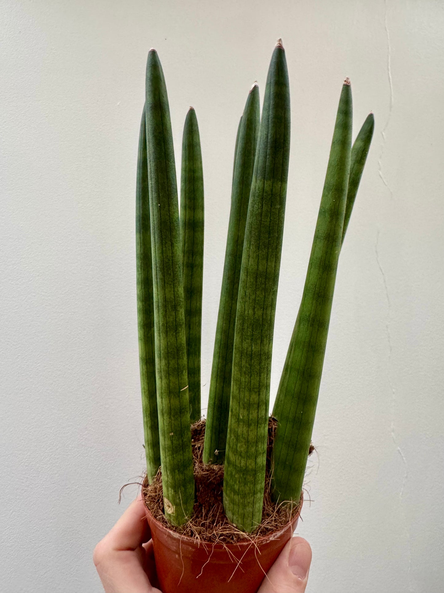 Sansevieria Cylindrica / Dracaena Angolensis - Cylindrical Snake Plant