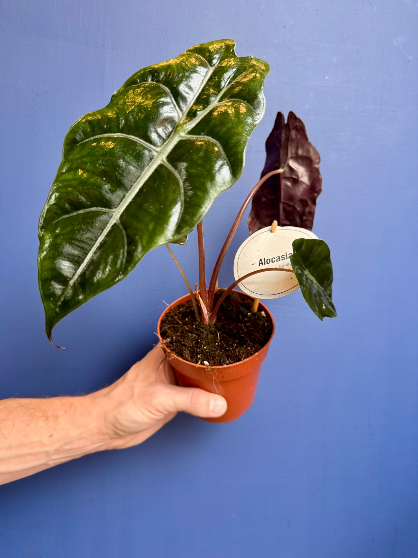 Alocasia Chantreri - King Alocasia