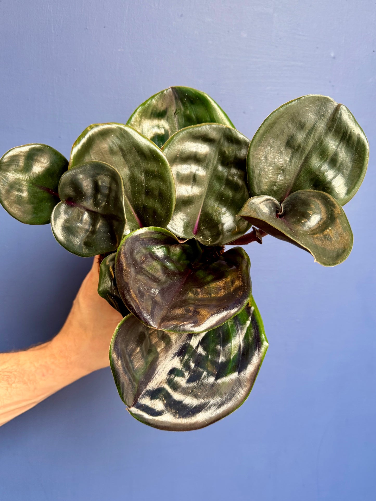 Geogenanthus Ciliatus Midnight Pearl - Jewel Plant