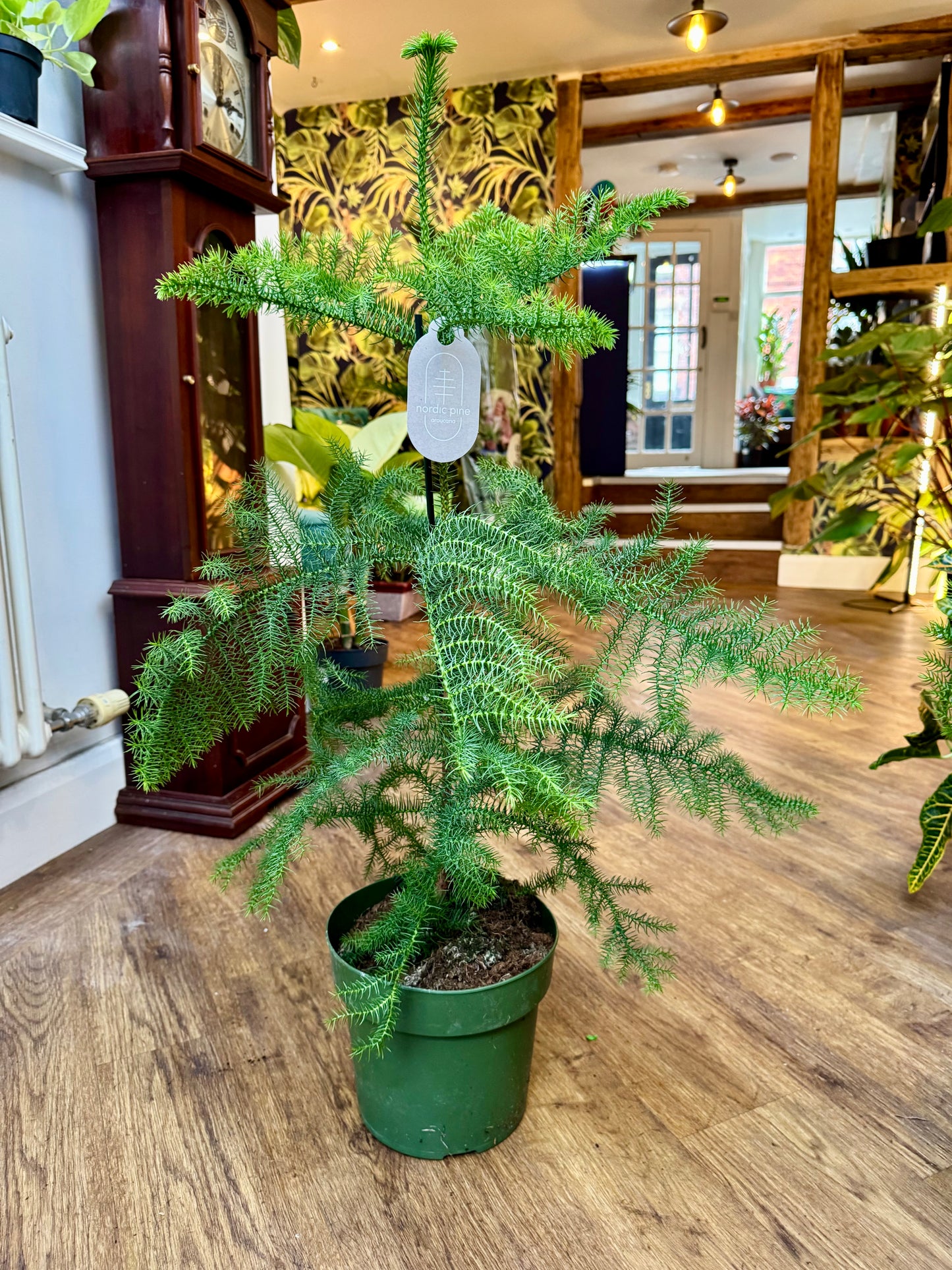 Araucaria Heterophylla - Norfolk Island Pine