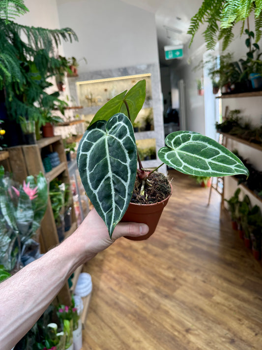 Anthurium Crystallinum - Crystal Anthurium