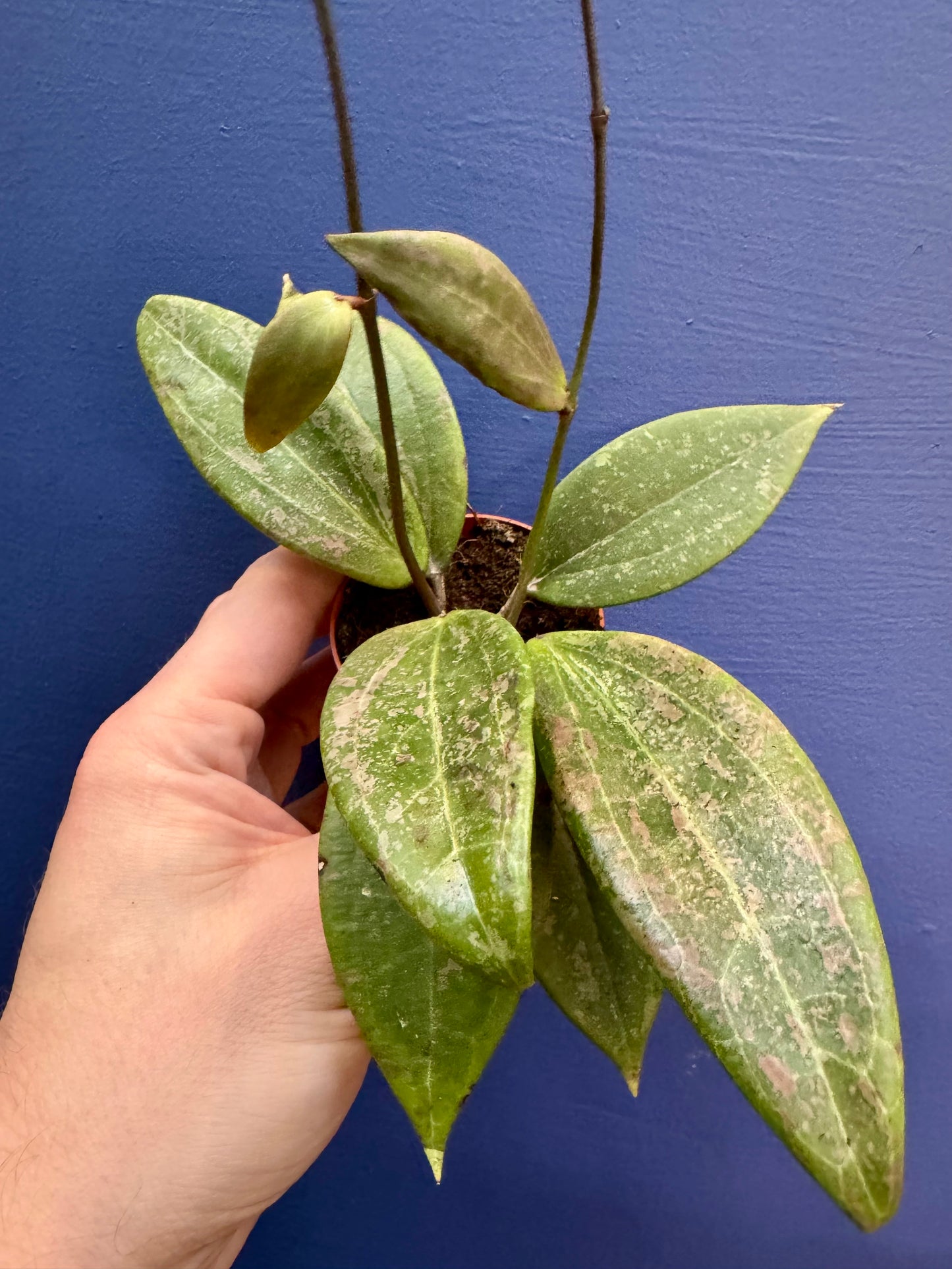 Baby Hoya Verticillata (Wibergiae)