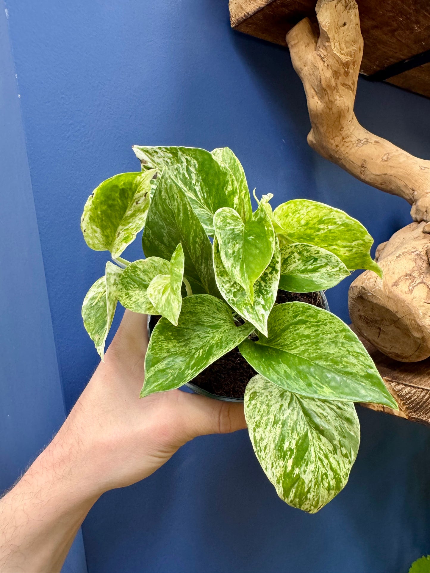 Epipremnum Pinnatum - Marble Queen Pothos