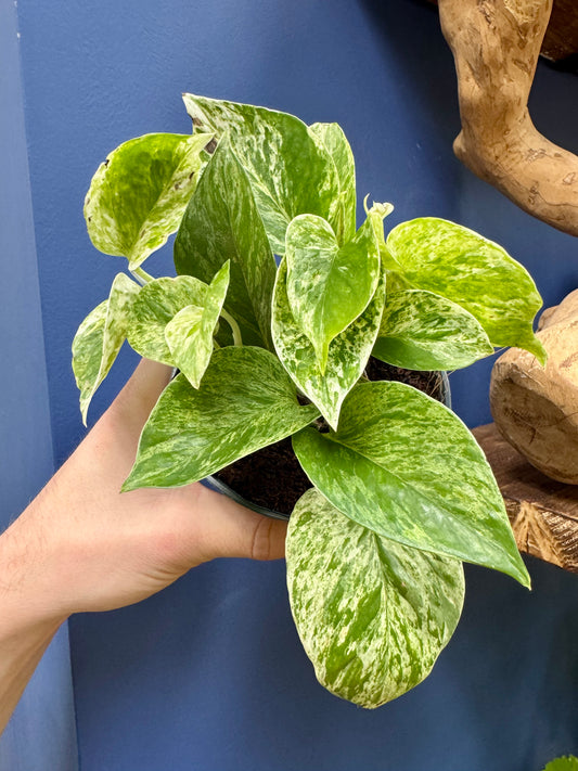 Epipremnum Pinnatum - Marble Queen Pothos