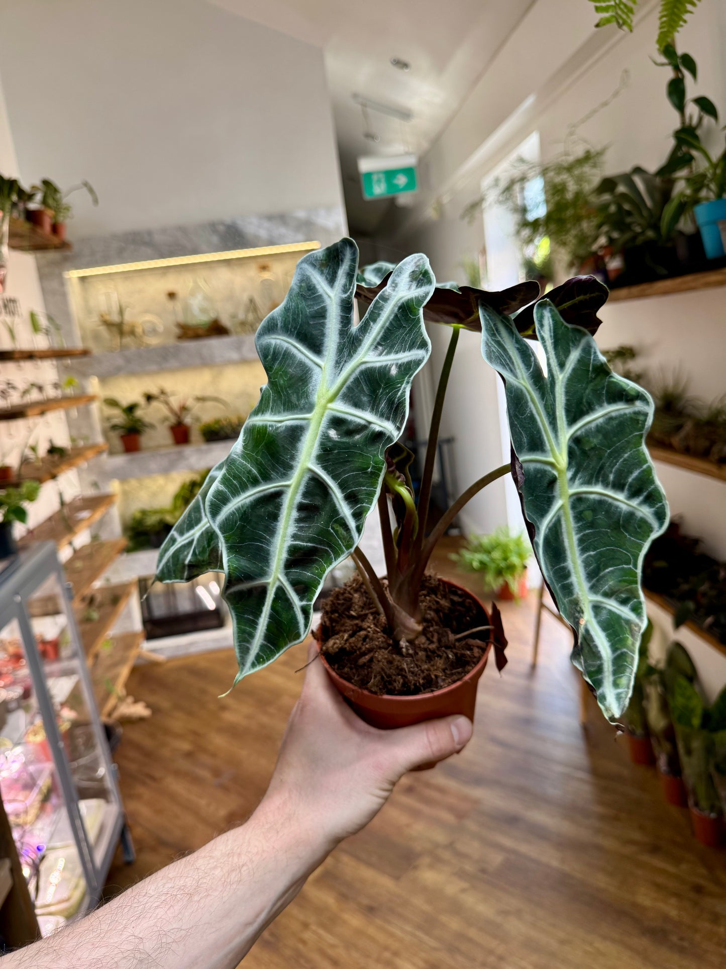 Alocasia Polly - Elephant Ear
