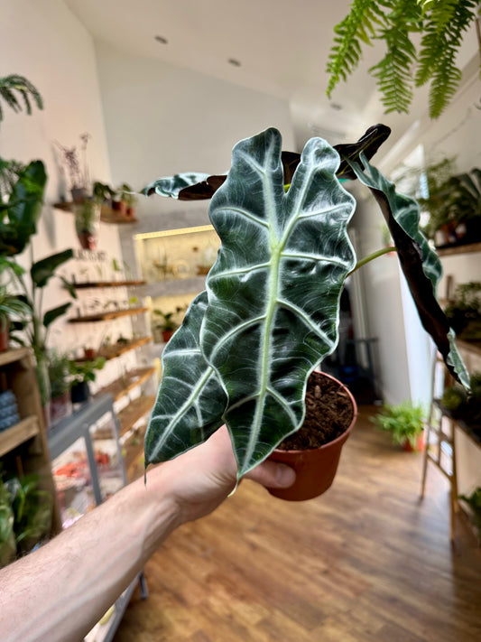 Alocasia Polly - Elephant Ear