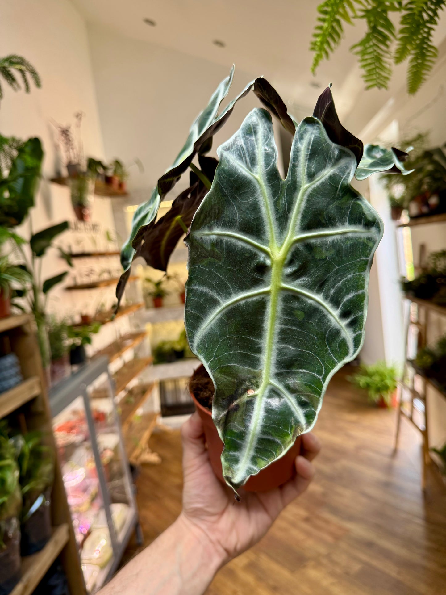 Alocasia Polly - Elephant Ear