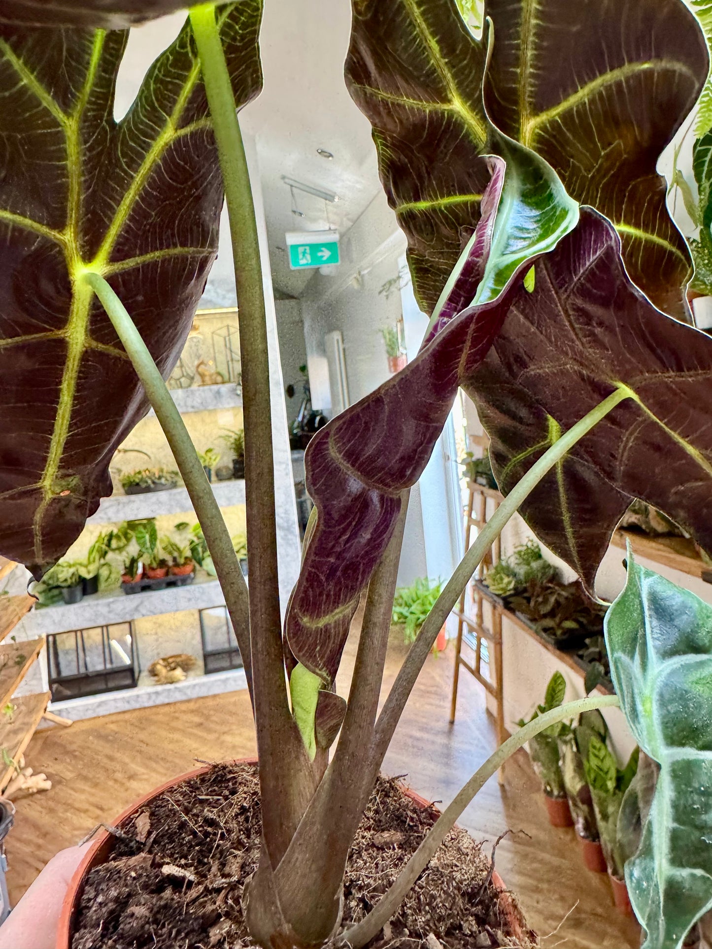 Alocasia Polly - Elephant Ear