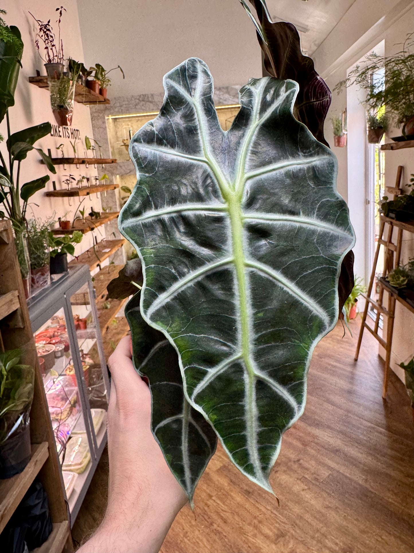 Alocasia Polly - Elephant Ear