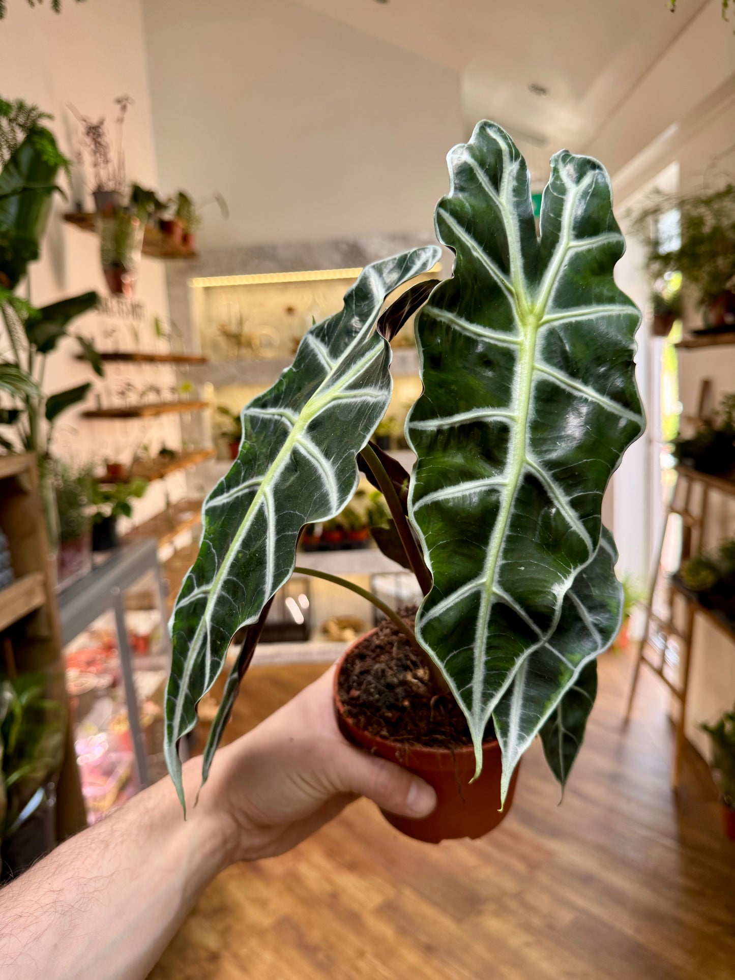 Alocasia Polly - Elephant Ear
