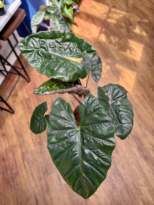 Alocasia Sarawakensis - Alocasia Yucatan Princess