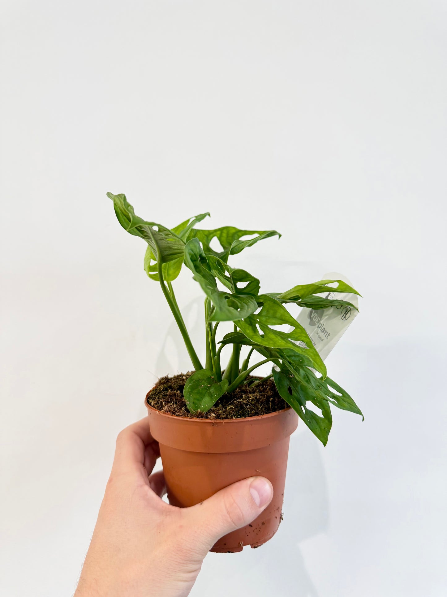Monstera Monkey Mask - Monstera Adansonii