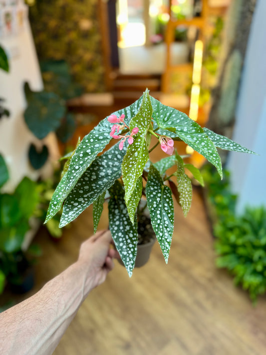 Begonia Maculata - Double Dot