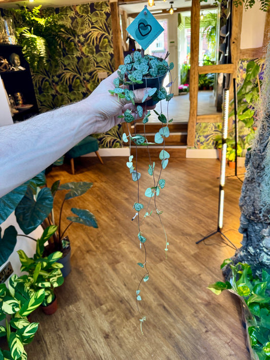 Ceropegia Woodii - String of Hearts