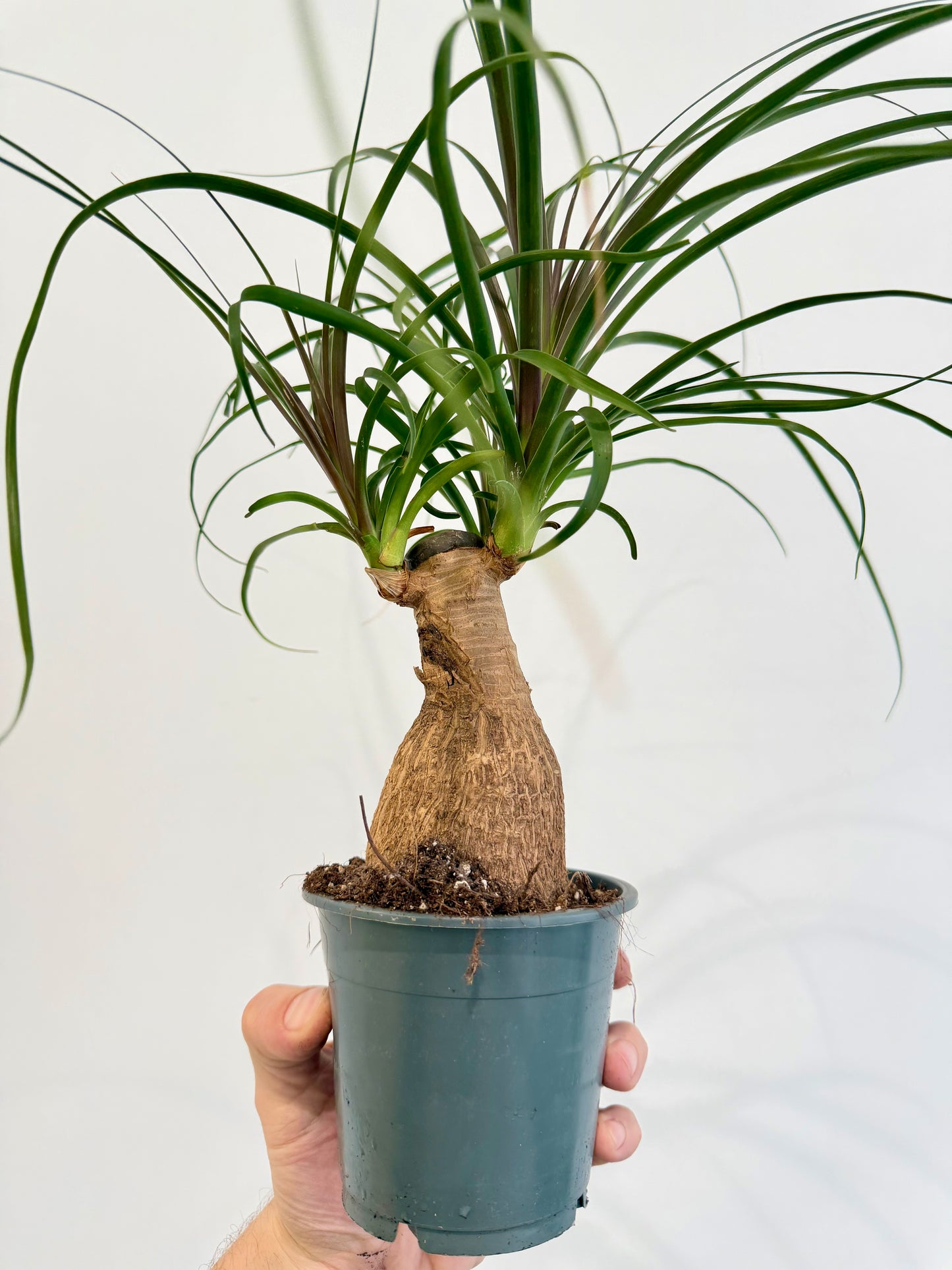 Ponytail Palm - Beaucarnea Nolina Recurvata