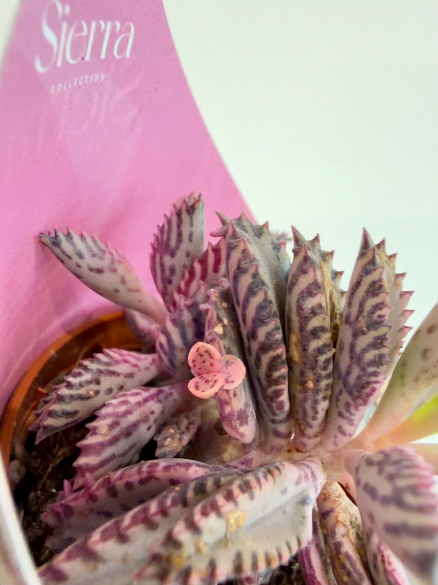 Kalanchoe Pink Butterfly - Kalanchoe Daigremontiana Pink