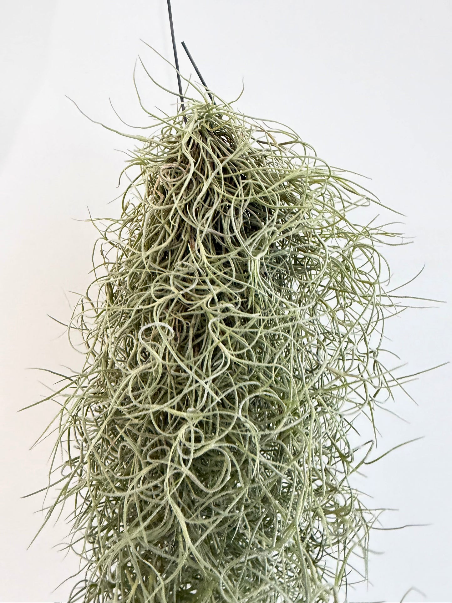 Spanish Moss - Tillandsia Usneoidus