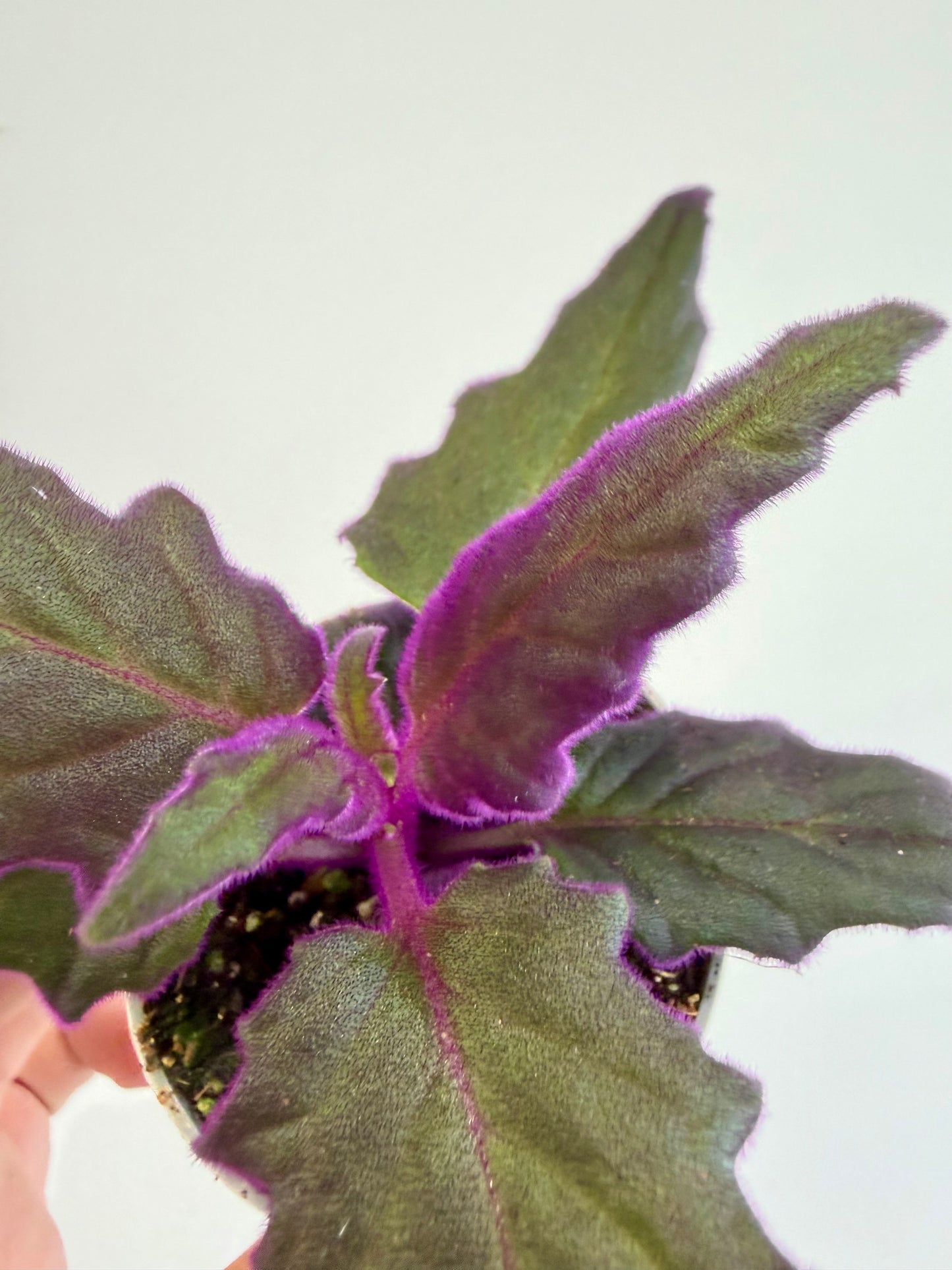 Purple Velvet Plant - Gynura Auranti