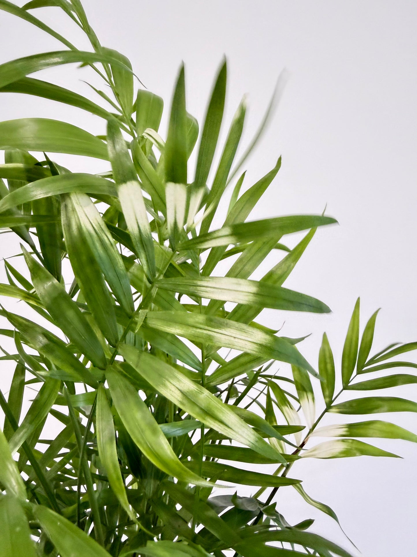 Variegated Parlour Palm - Chamaedorea Elegans Variegata