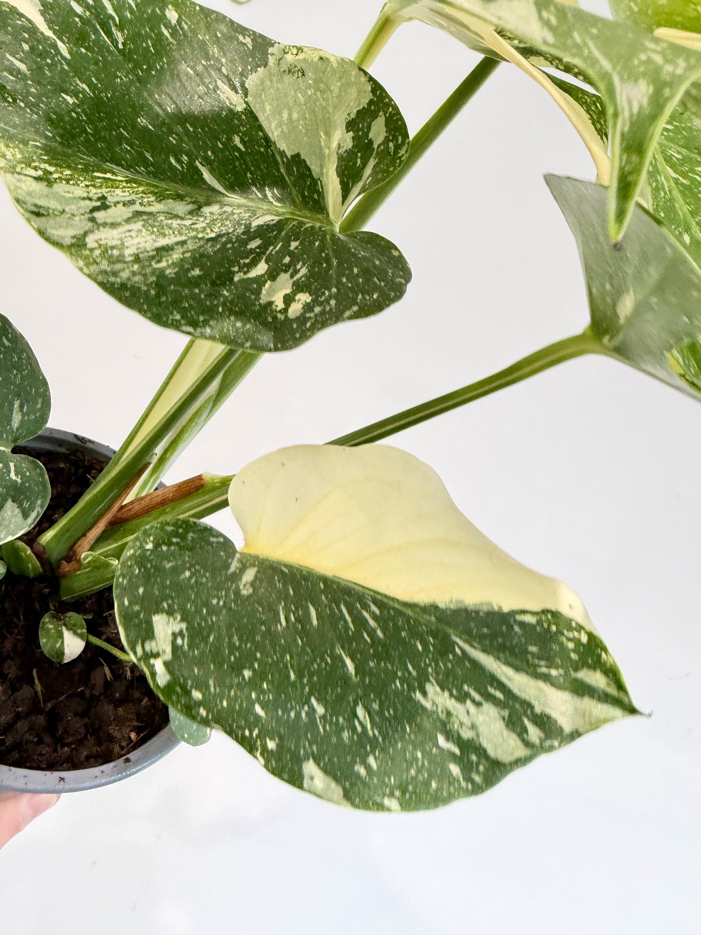 Monstera Thai Constellation - Monstera Variegata