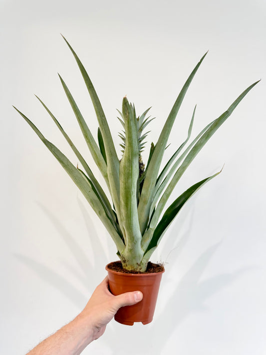 Pineapple Plant - Ananas Champaca