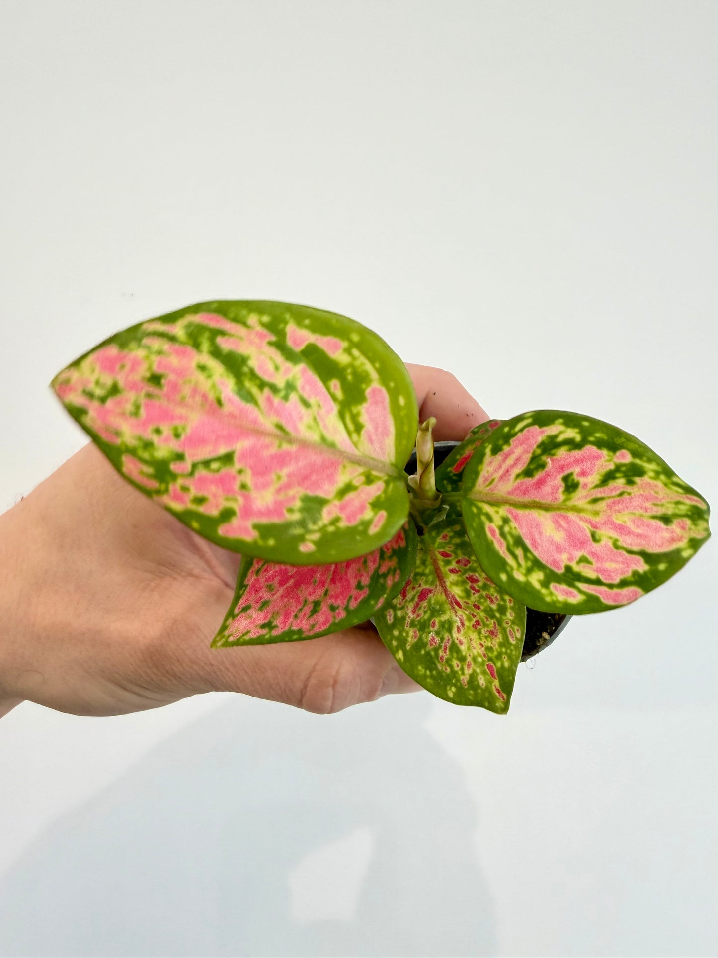 Chinese Evergreen - Aglaonema Red Valentine