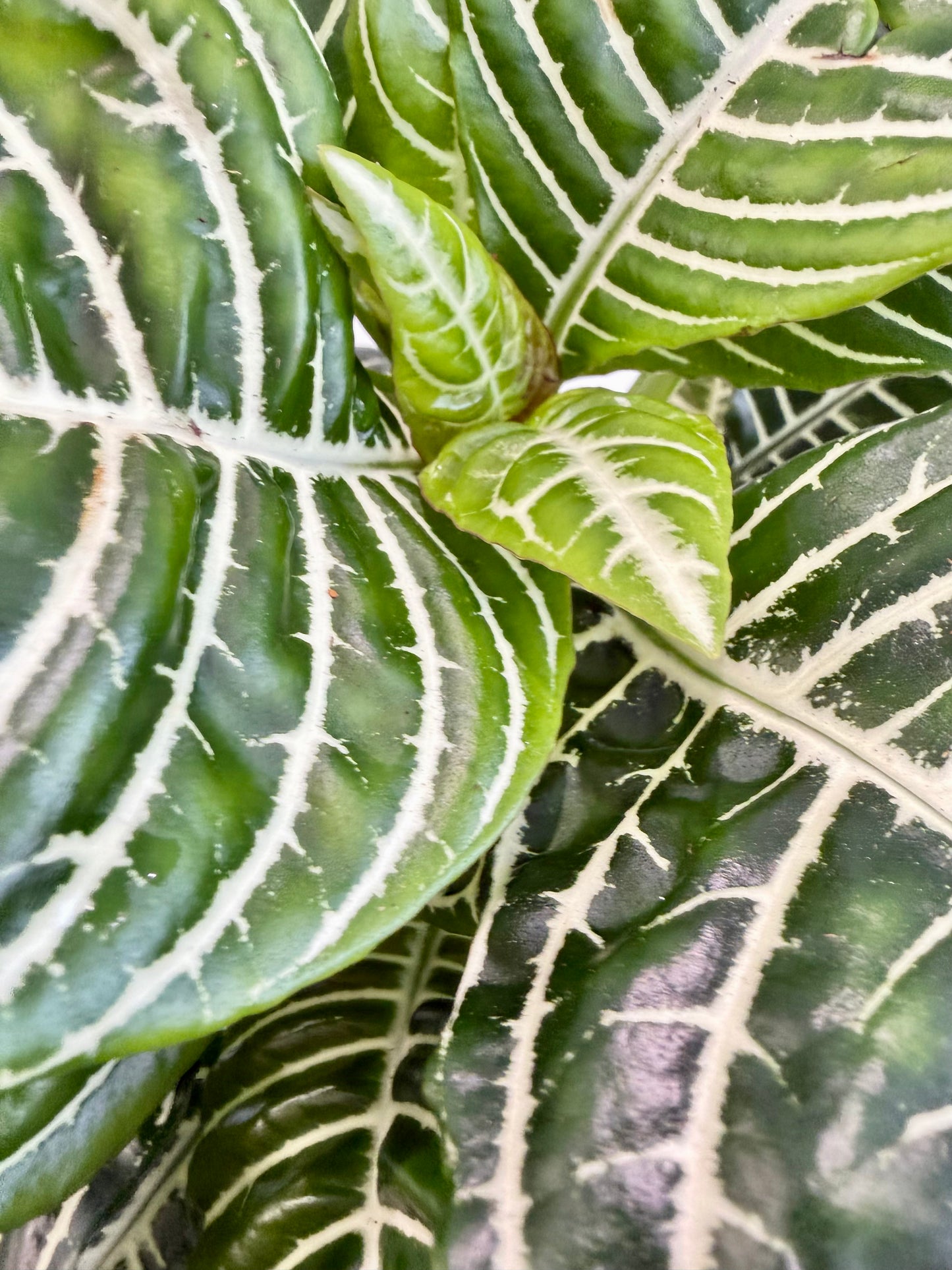 Zebra Plant - Aphelandra Green Botanica