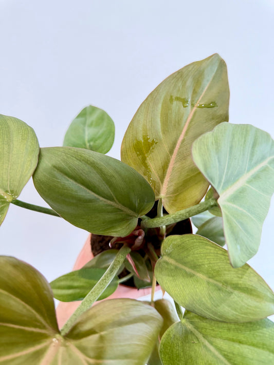 Philodendron Summer Glory - Philodendron Gloriosum x McColley