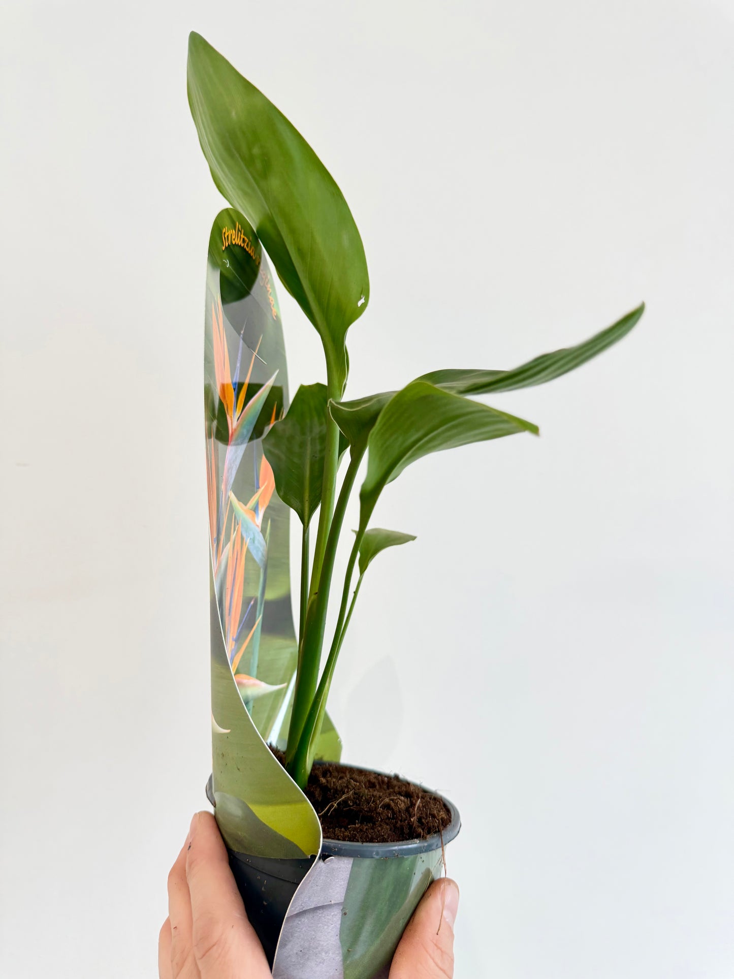 Orange Bird of Paradise - Strelitzia Reginae