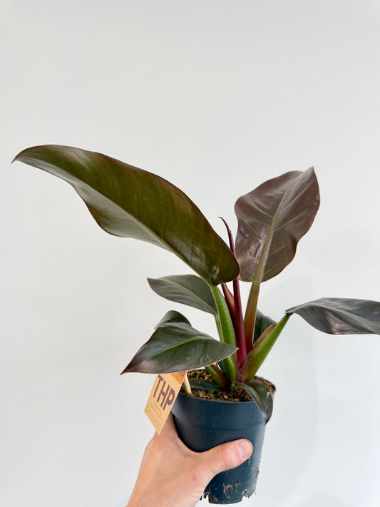 Philodendron Imperial Red