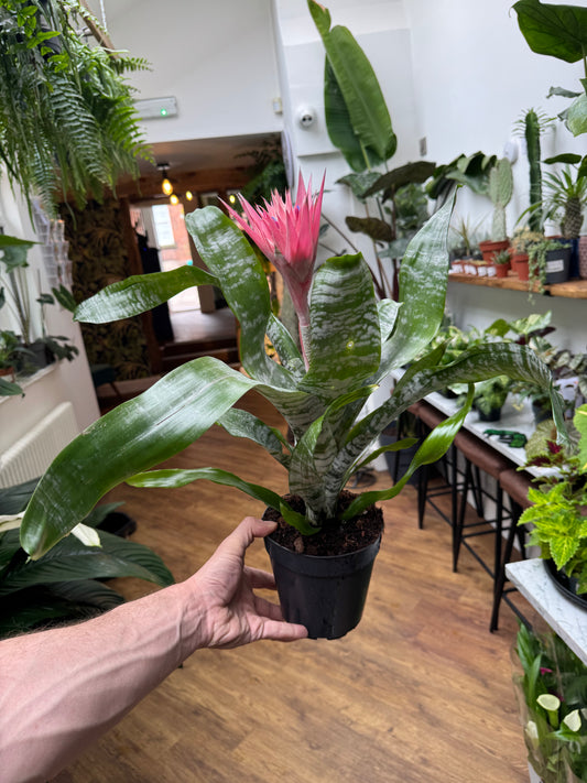 Aechmea Primera - Urn Plant