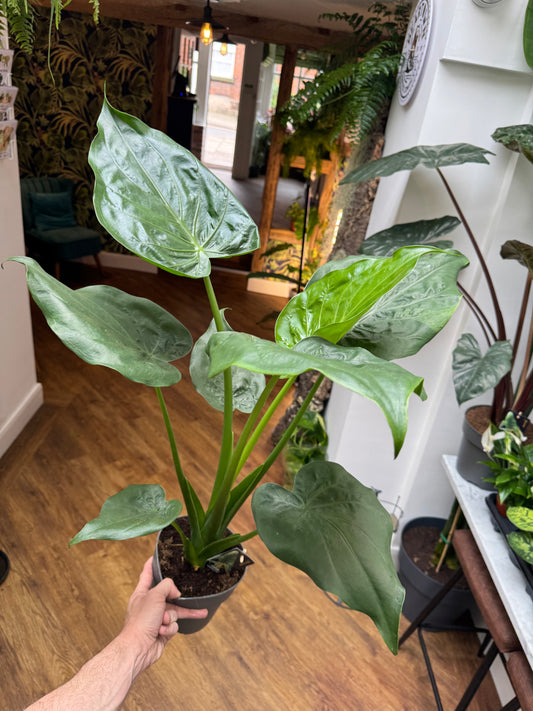 Alocasia Cucullata - Buddha's Hand