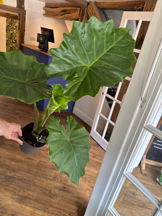 Alocasia Portadora - Elephant Ear