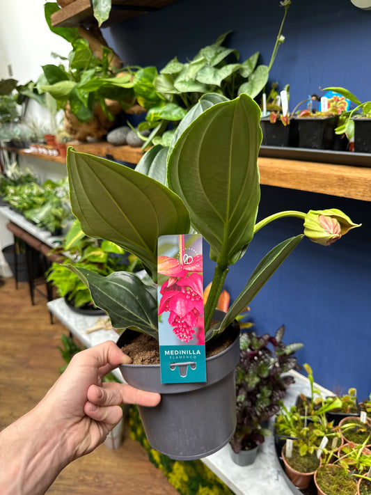 Medinilla Flamenco - Rose Grape