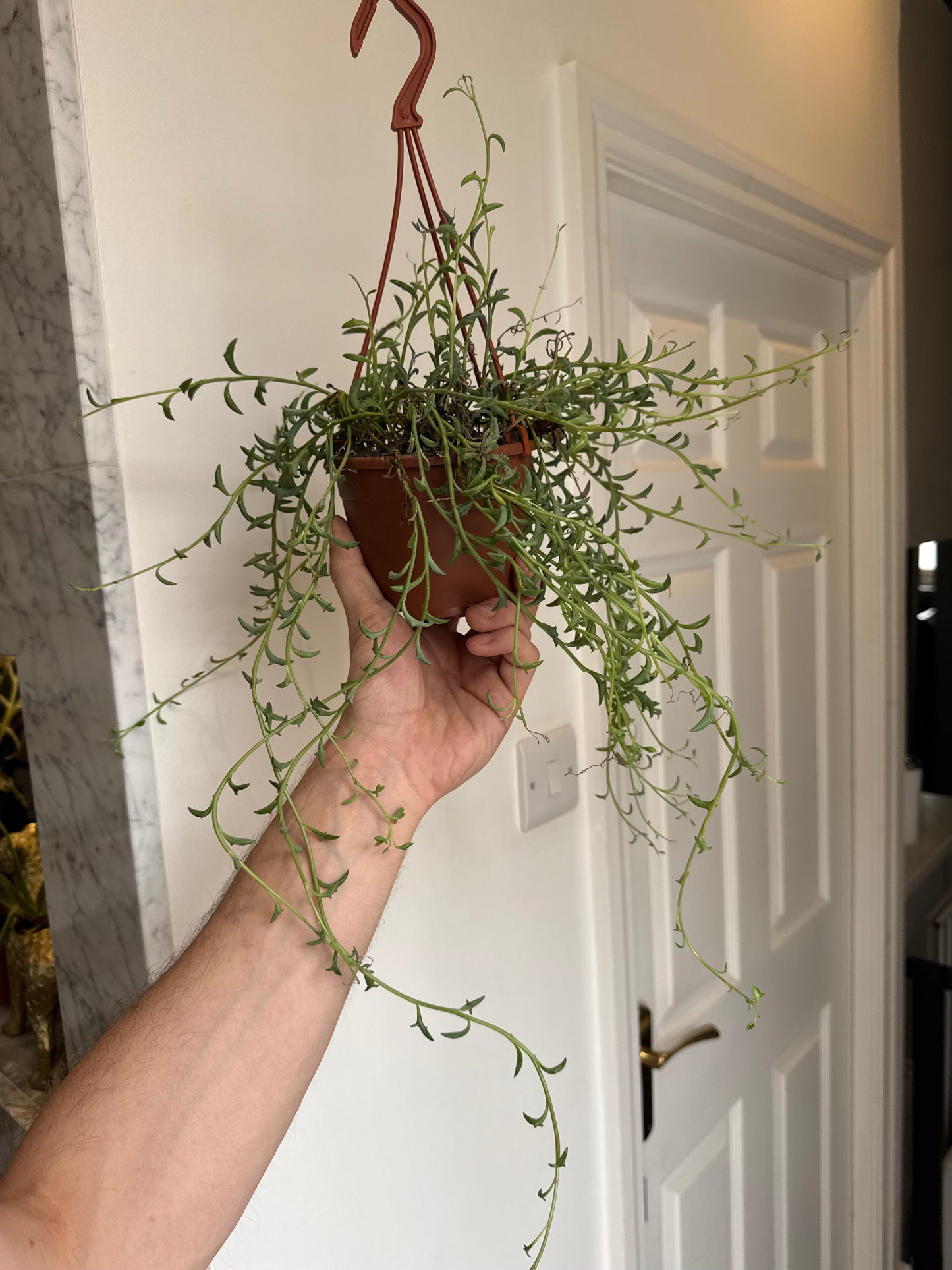 Senecio/Curio Peregrinus - String of Dolphins