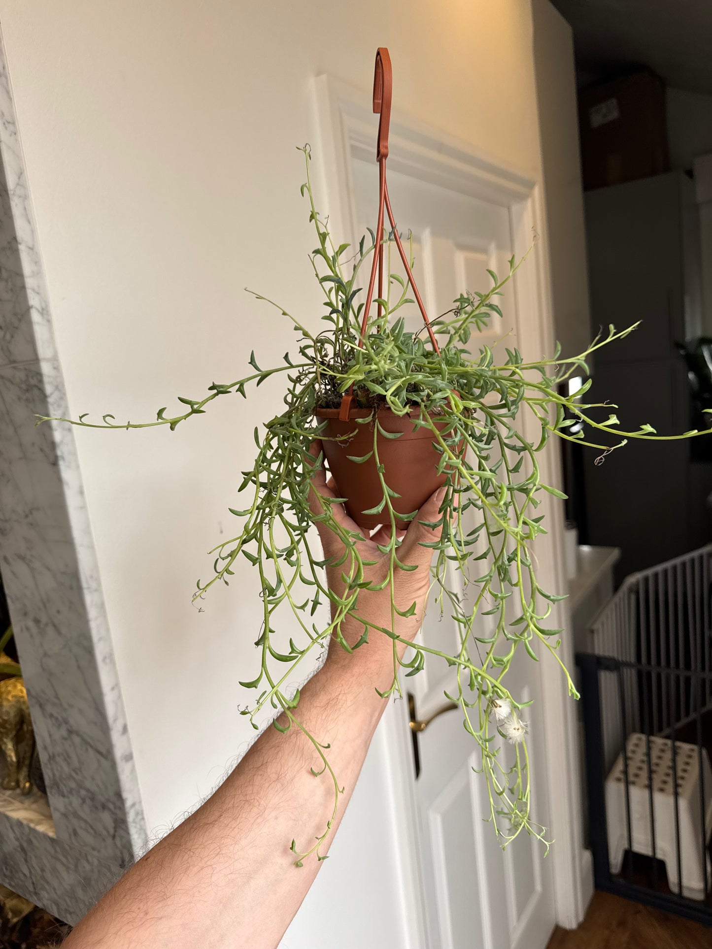 Senecio/Curio Peregrinus - String of Dolphins