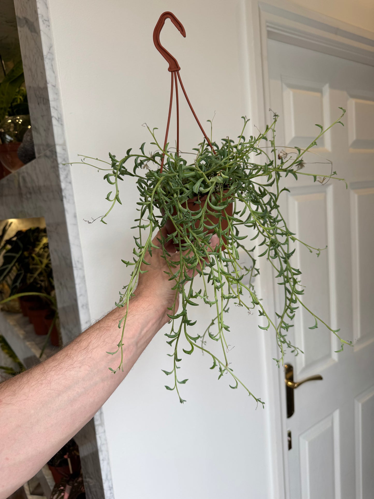 Senecio/Curio Peregrinus - String of Dolphins