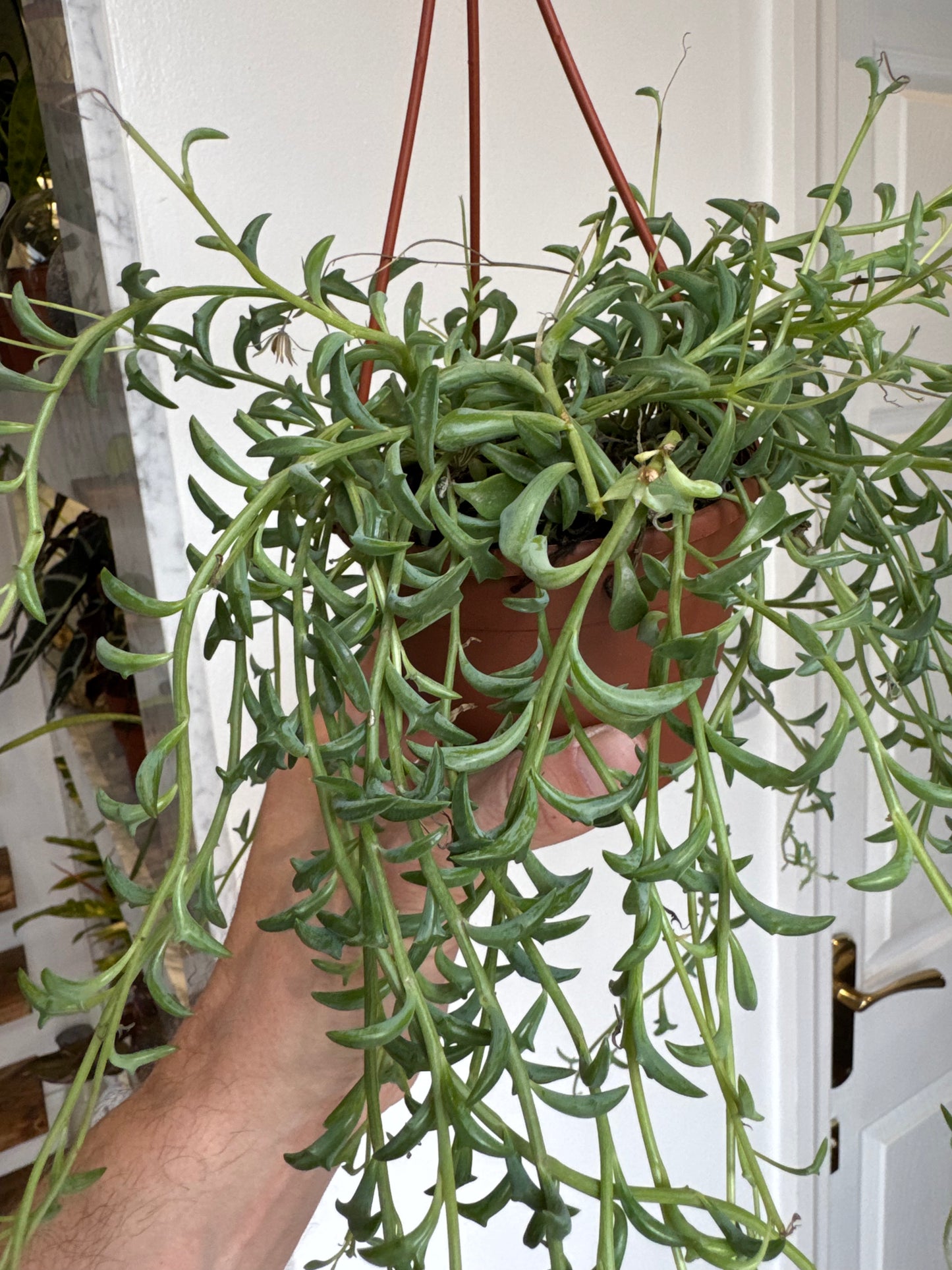 Senecio/Curio Peregrinus - String of Dolphins