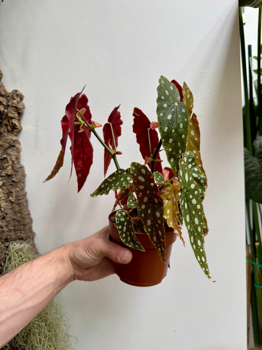 Begonia Maulata - Polkadot Begonia