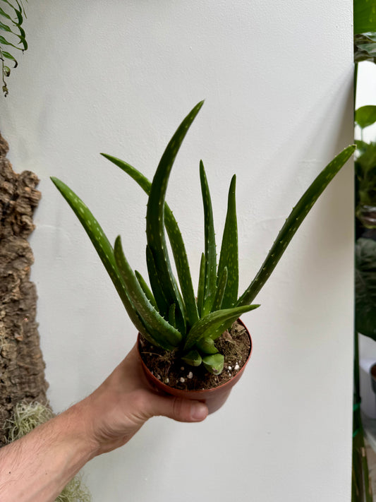 Aloe Barbadensis Miller - Aloe Vera